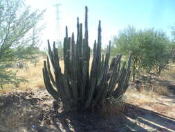 Image of senita cactus