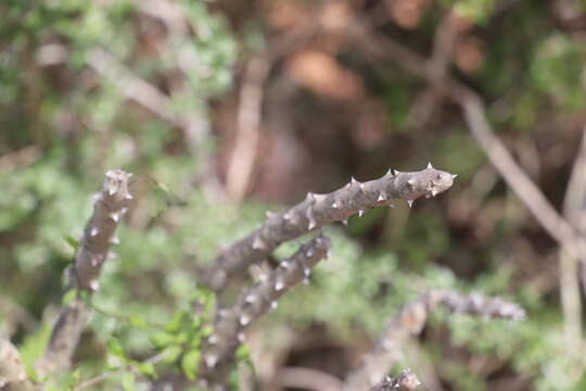 Image of Alluaudia dumosa (Drake) Drake