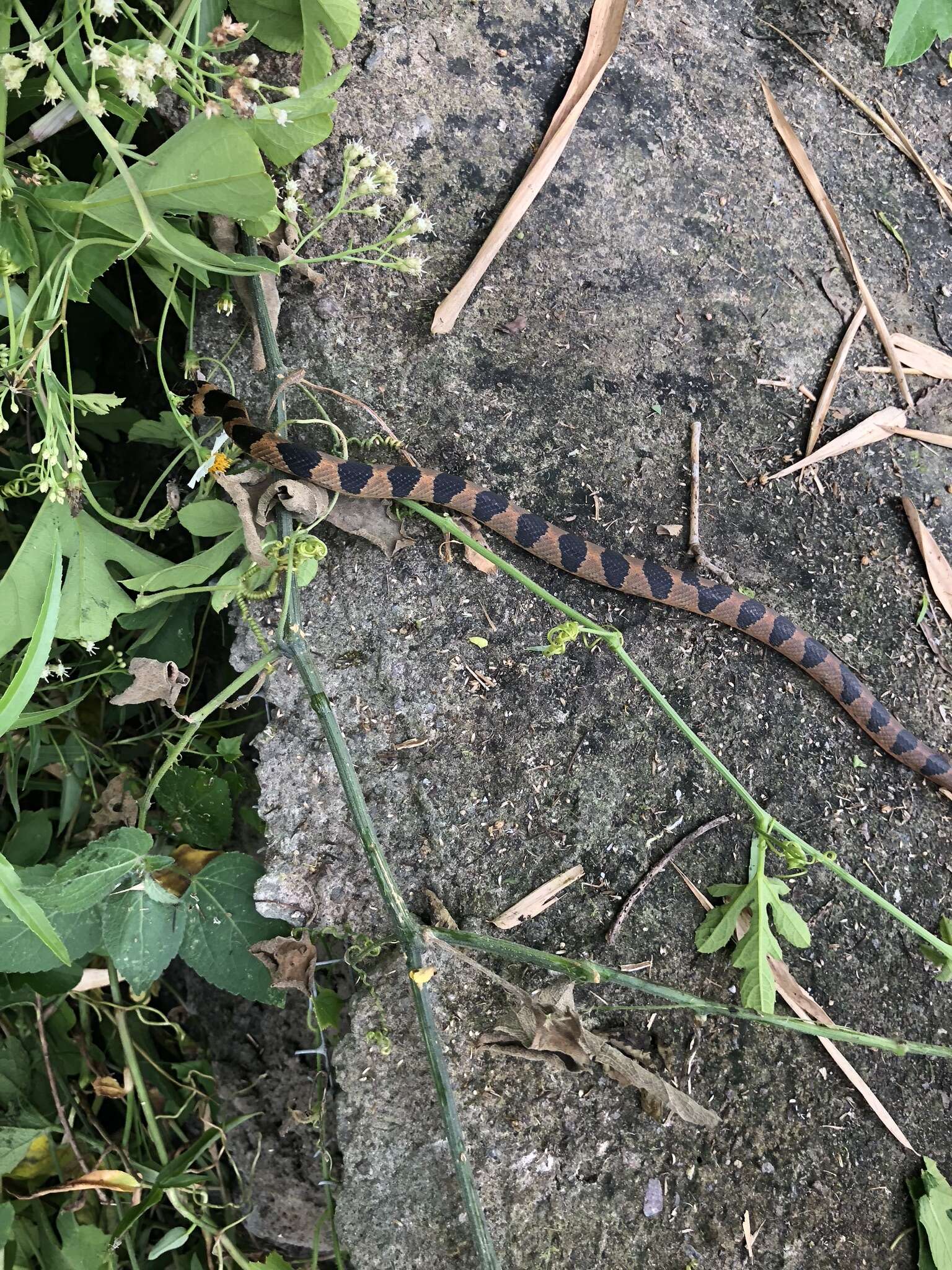 Leptodeira maculata (Hallowell 1861) resmi