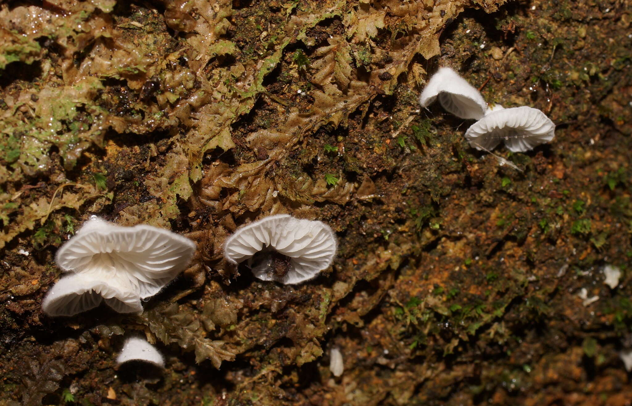 Image de Rimbachia bryophila (Pers.) Redhead 1984