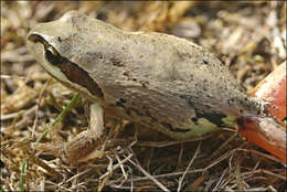 صورة Litoria verreauxii (Duméril 1853)