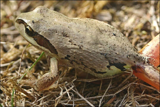 Litoria verreauxii (Duméril 1853)的圖片