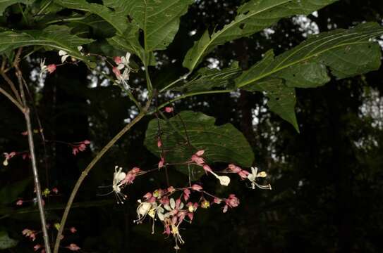 Image of Clerodendrum schmidtii C. B. Clarke