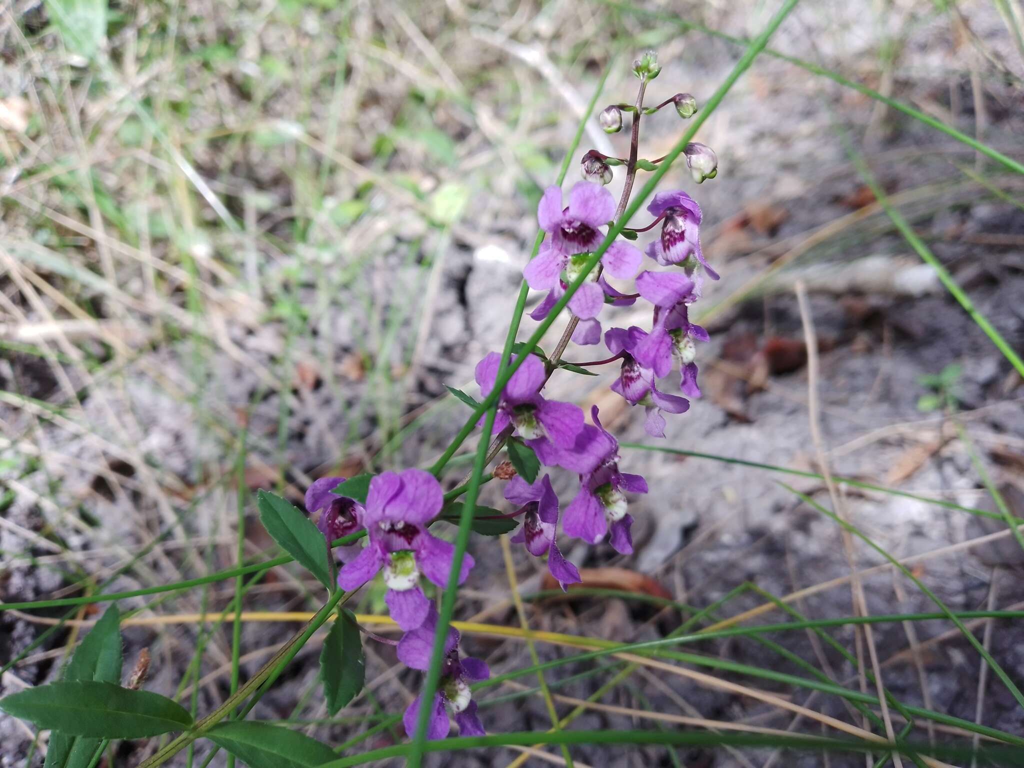 Слика од Angelonia ciliaris Robinson