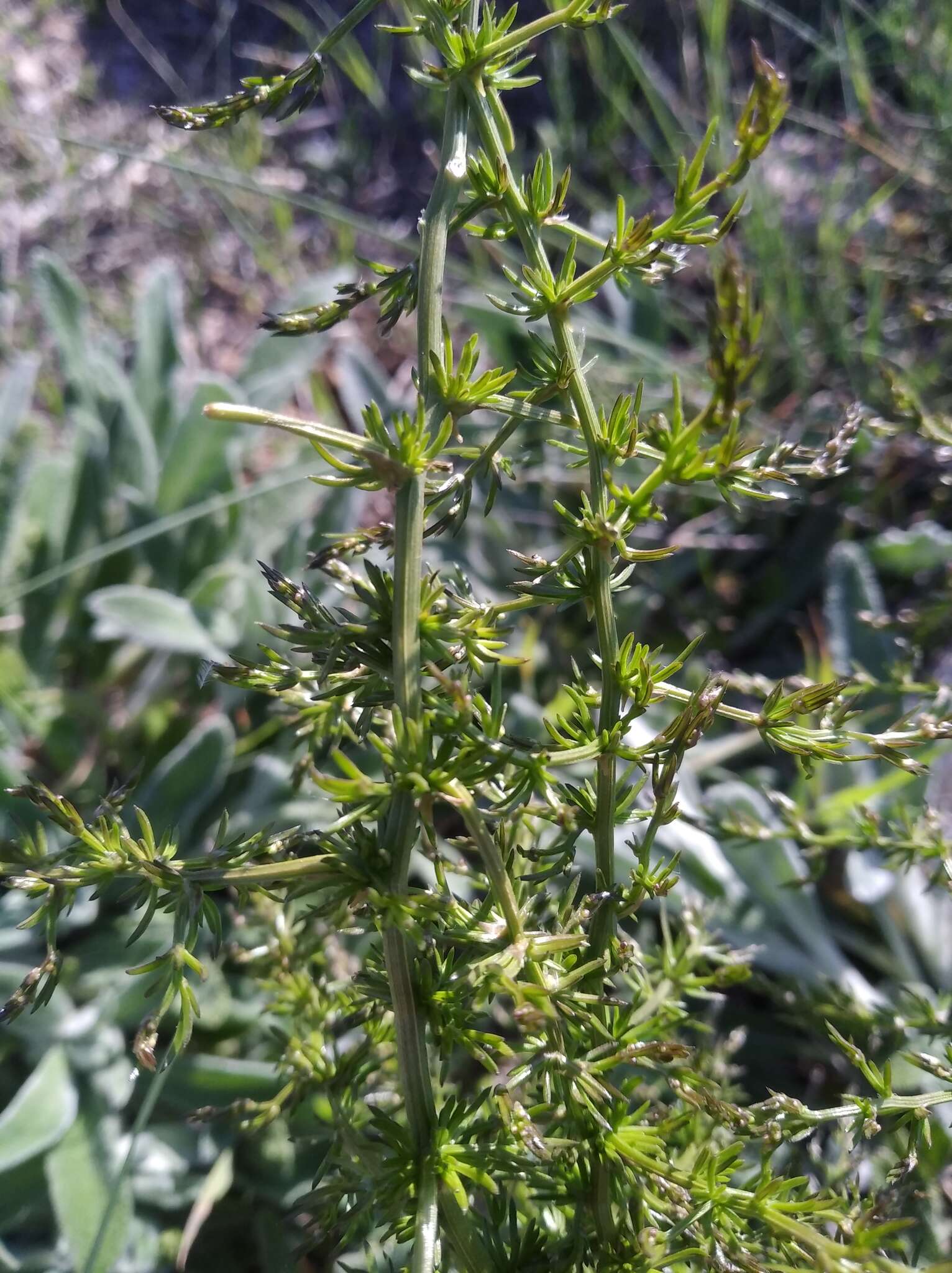 Image of Asparagus verticillatus L.