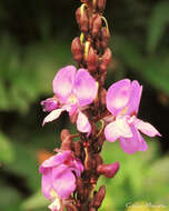 Image of Macropsychanthus violaceus