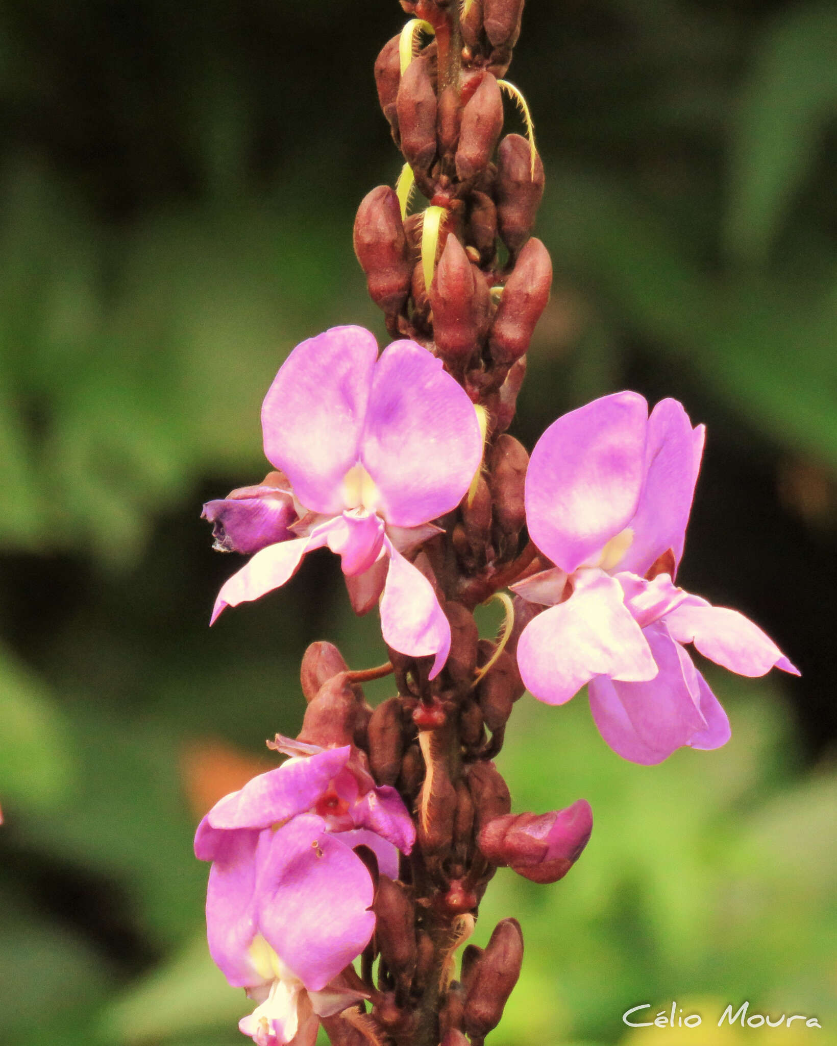 Image of Macropsychanthus violaceus