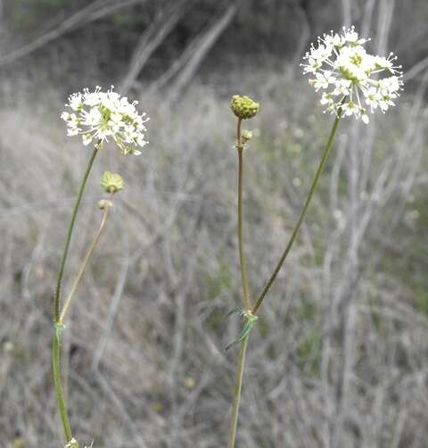 Imagem de Trachymene ochracea L. A. S. Johnson