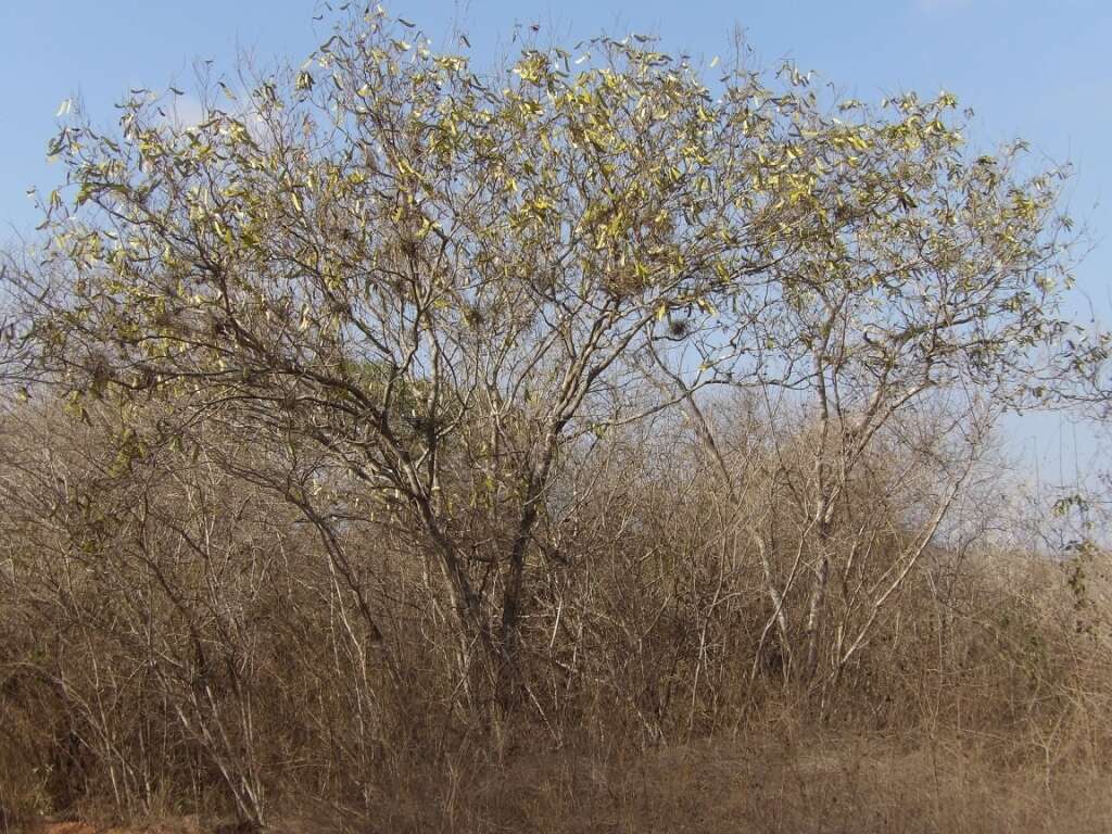 Image of <i>Cenostigma eriostachys</i>