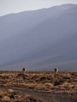 Image de guanaco