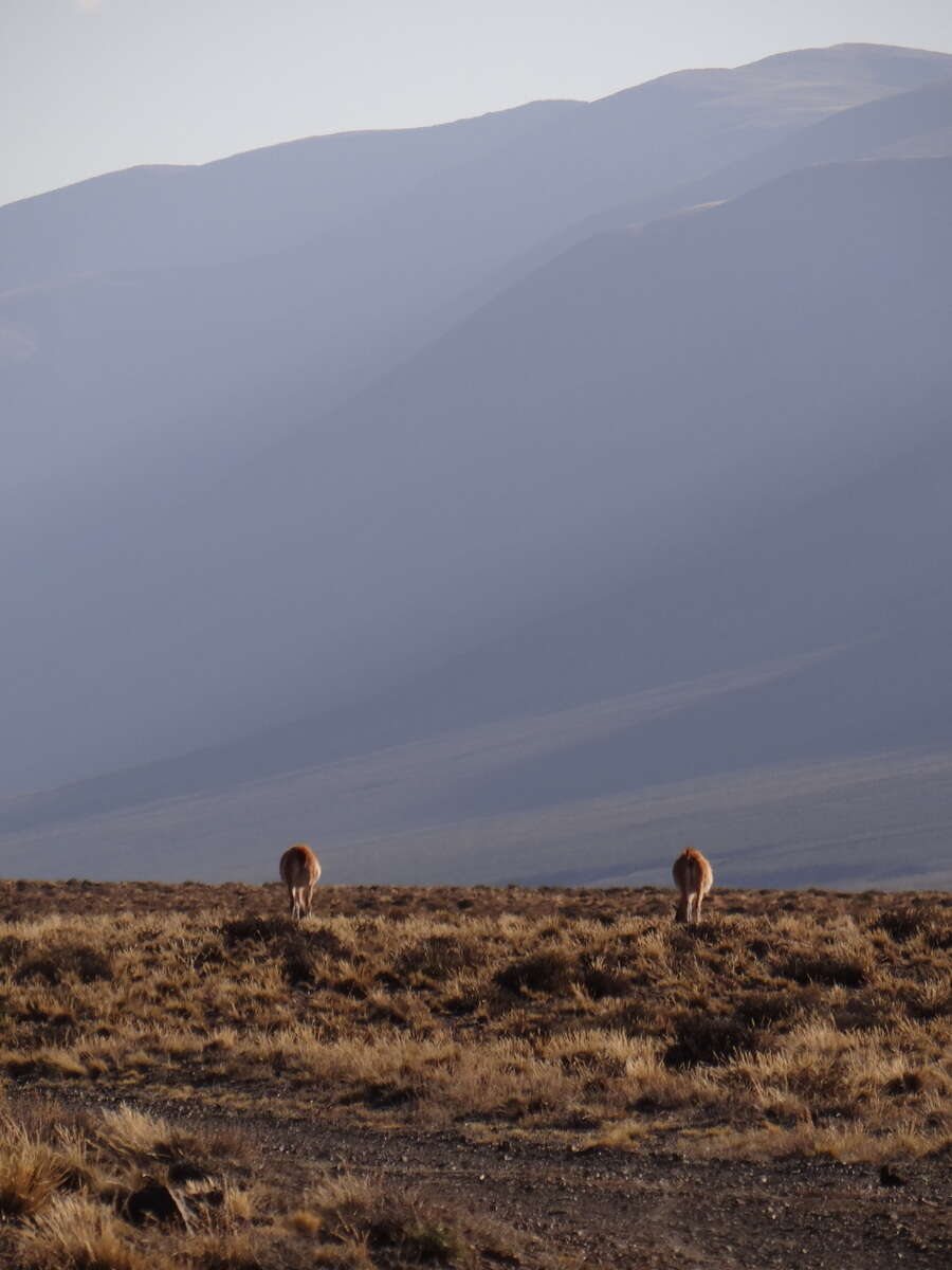 Image of Guanaco