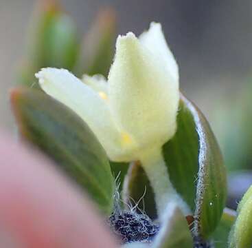 Image of Lachnaea ruscifolia Compton