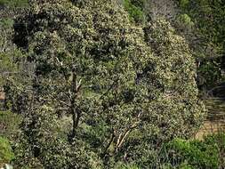 Image of Eucalyptus baueriana Schauer