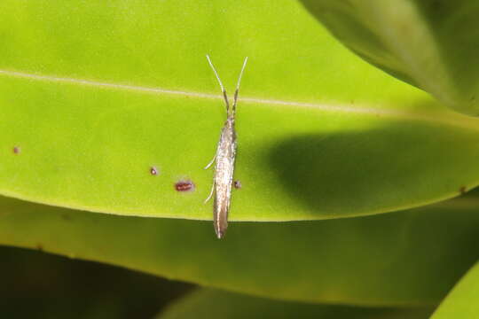 Image of Coleophora mayrella