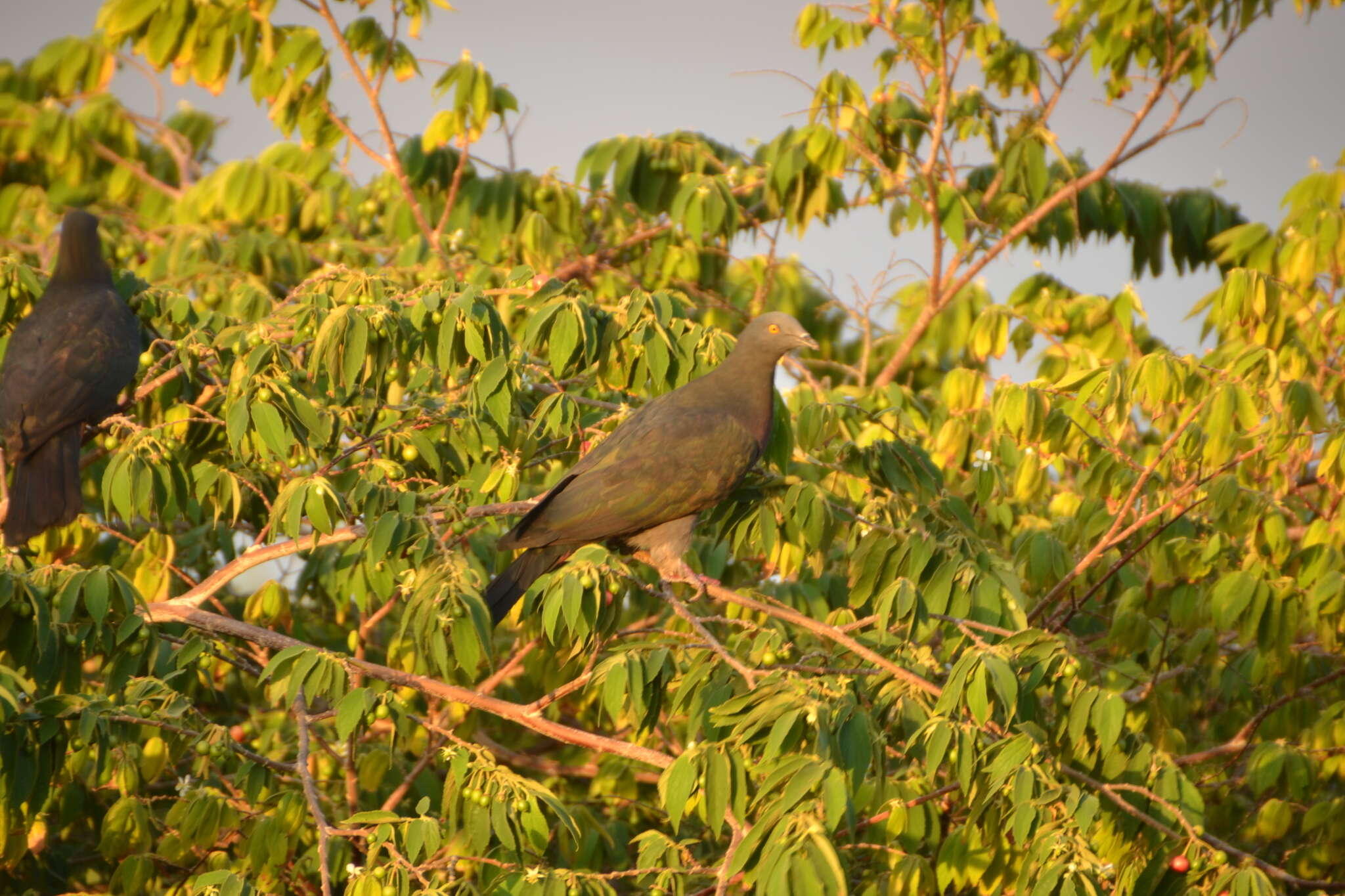 Image of Christmas Imperial Pigeon