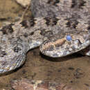 Image of Three horned-scaled pitviper