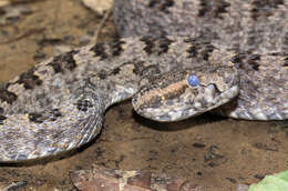 Protobothrops sieversorum (Ziegler, Herrmann, David, Orlov & Pauwels 2000) resmi