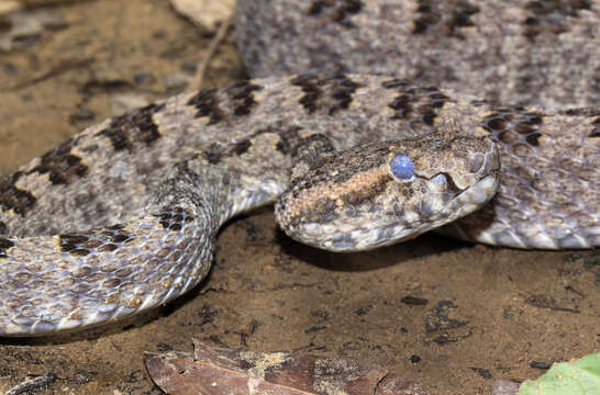 Imagem de Protobothrops sieversorum (Ziegler, Herrmann, David, Orlov & Pauwels 2000)