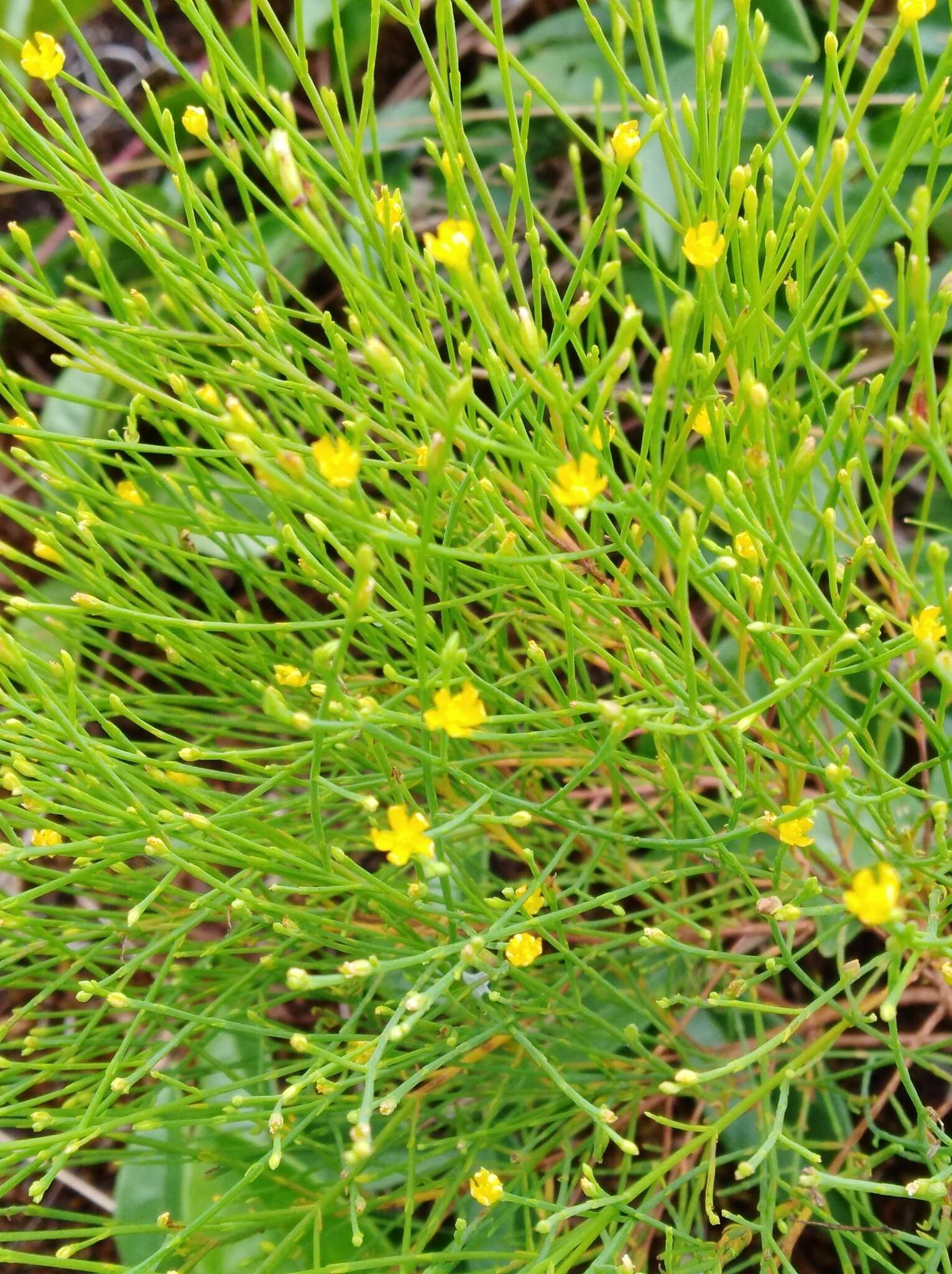 Plancia ëd Hypericum gentianoides (L.) Britton, E. E. Sterns & Poggenb.