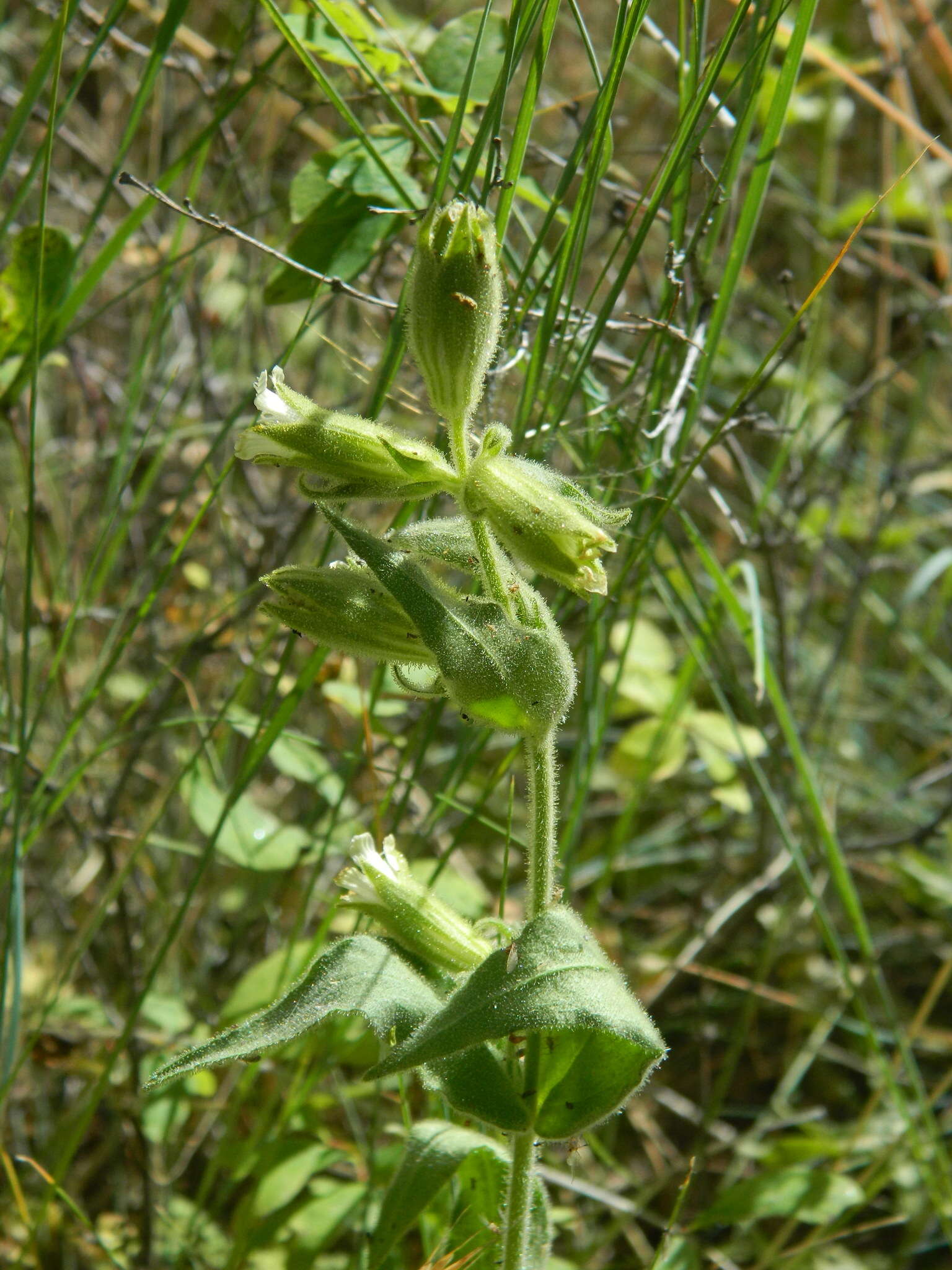 Image of Spalding's Catchfly