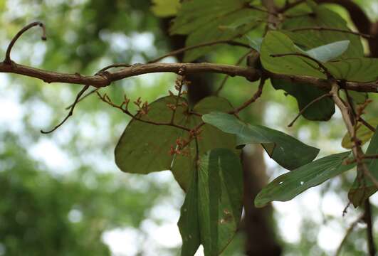 Image of Bauhinia foveolata Dalzell