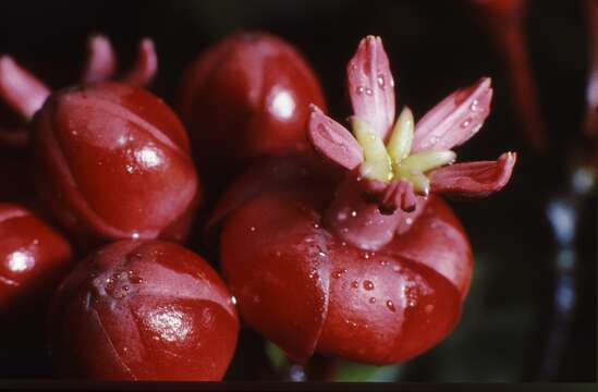 Слика од Symphonia globulifera L. fil.