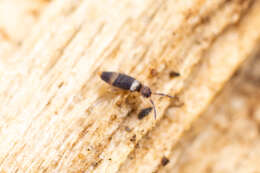 Image of Springtail