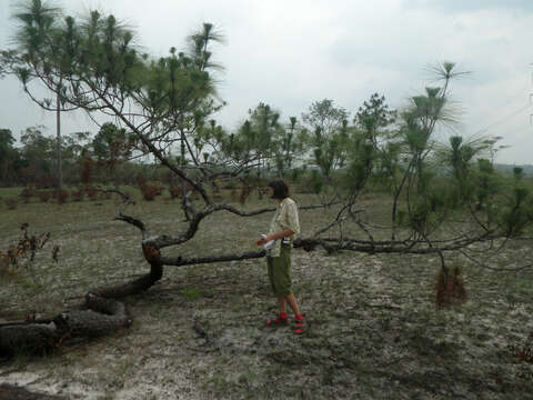 Image of Merkus pine