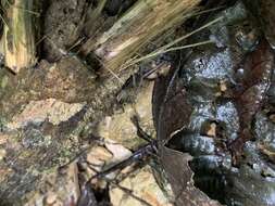 صورة Dolomedes raptor Bösenberg & Strand 1906