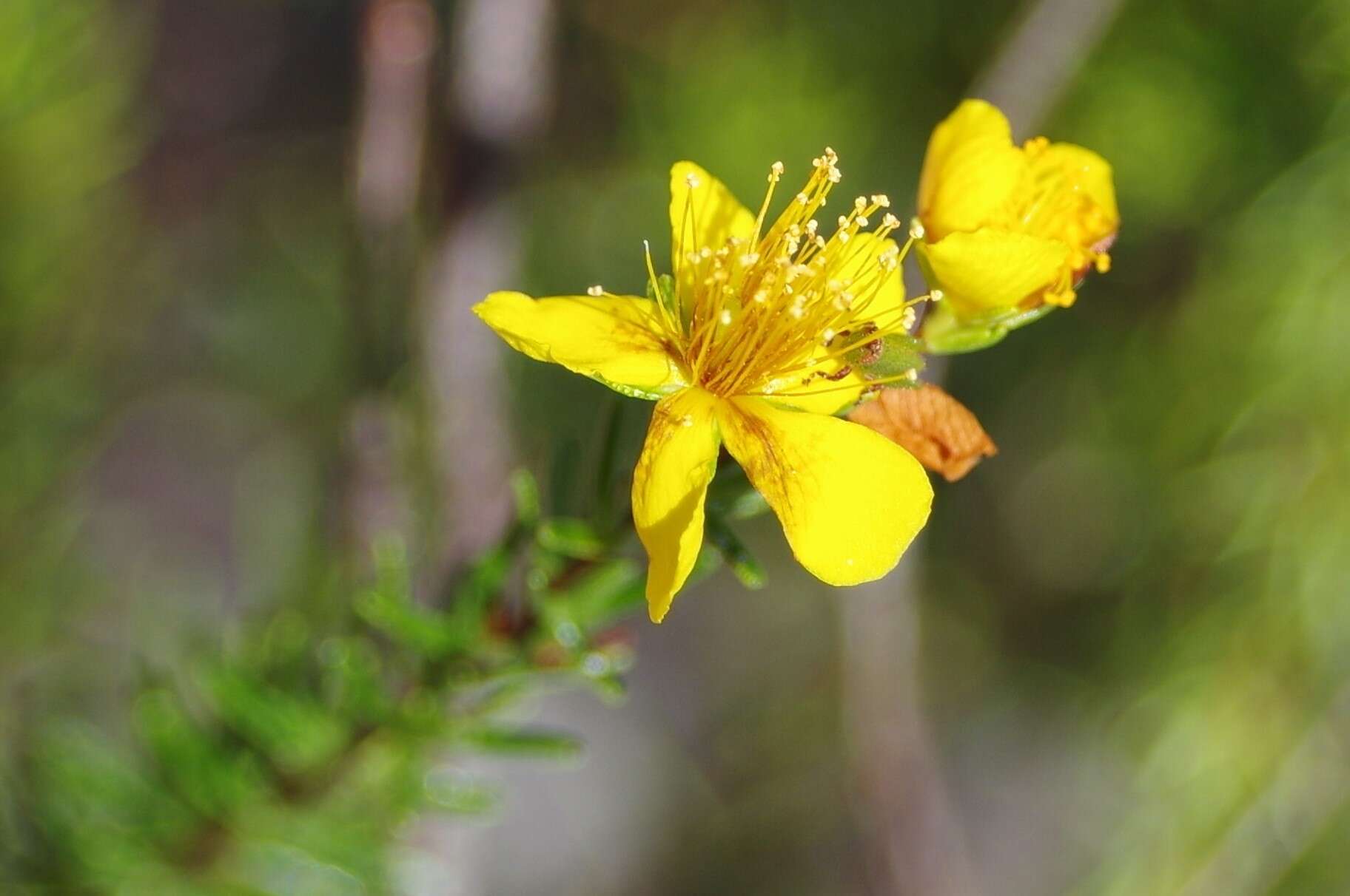 Image of Atlantic St. John's-Wort