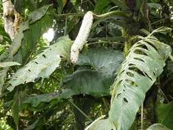 Monstera oreophila Madison的圖片