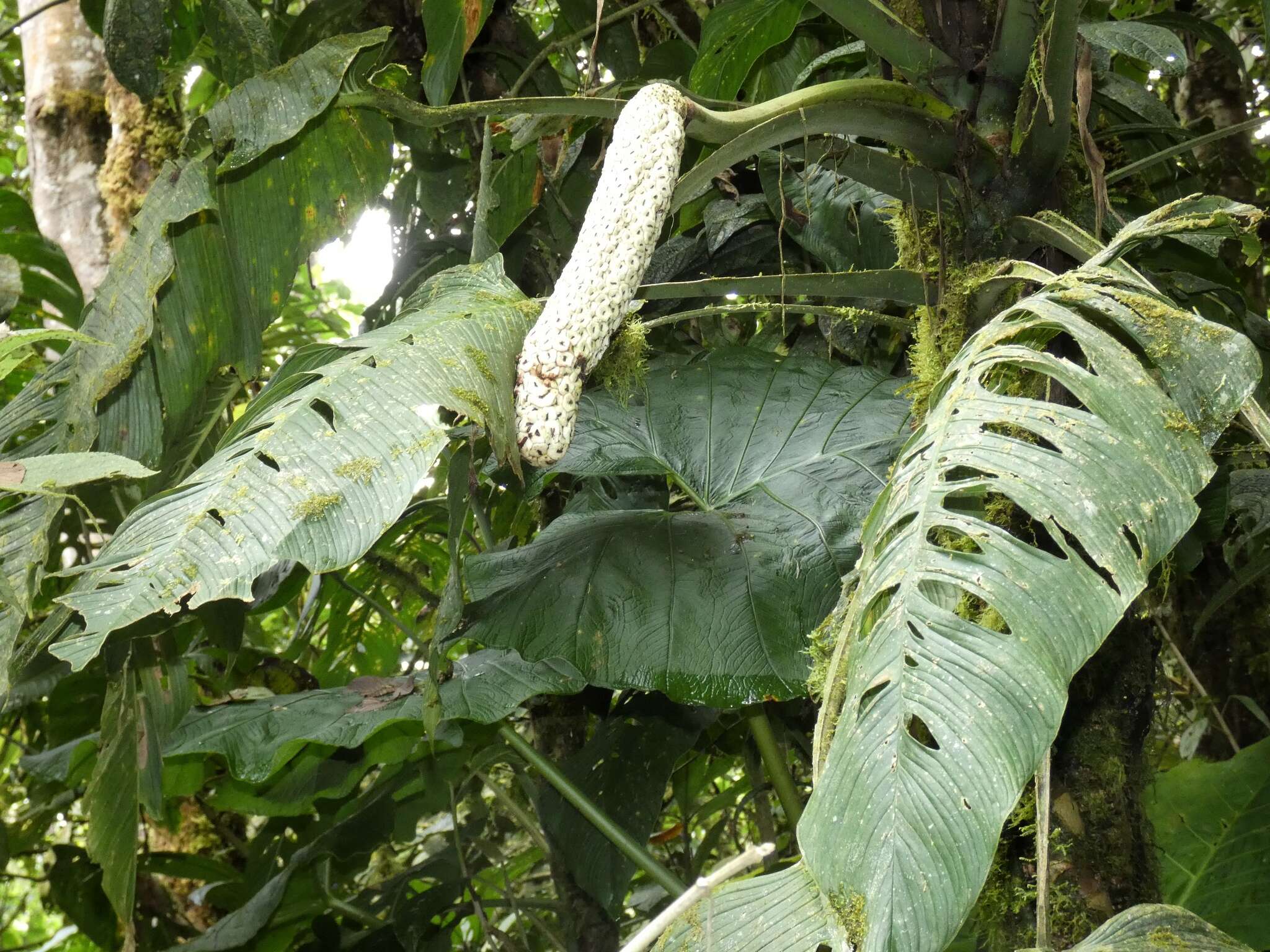 Image of Monstera oreophila Madison