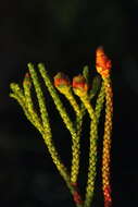 Image of Lepidothamnus fonkii Phil.