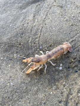 Image of coastal mud shrimp