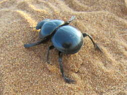 Image of Pachysoma rotundigena Felsche 1907