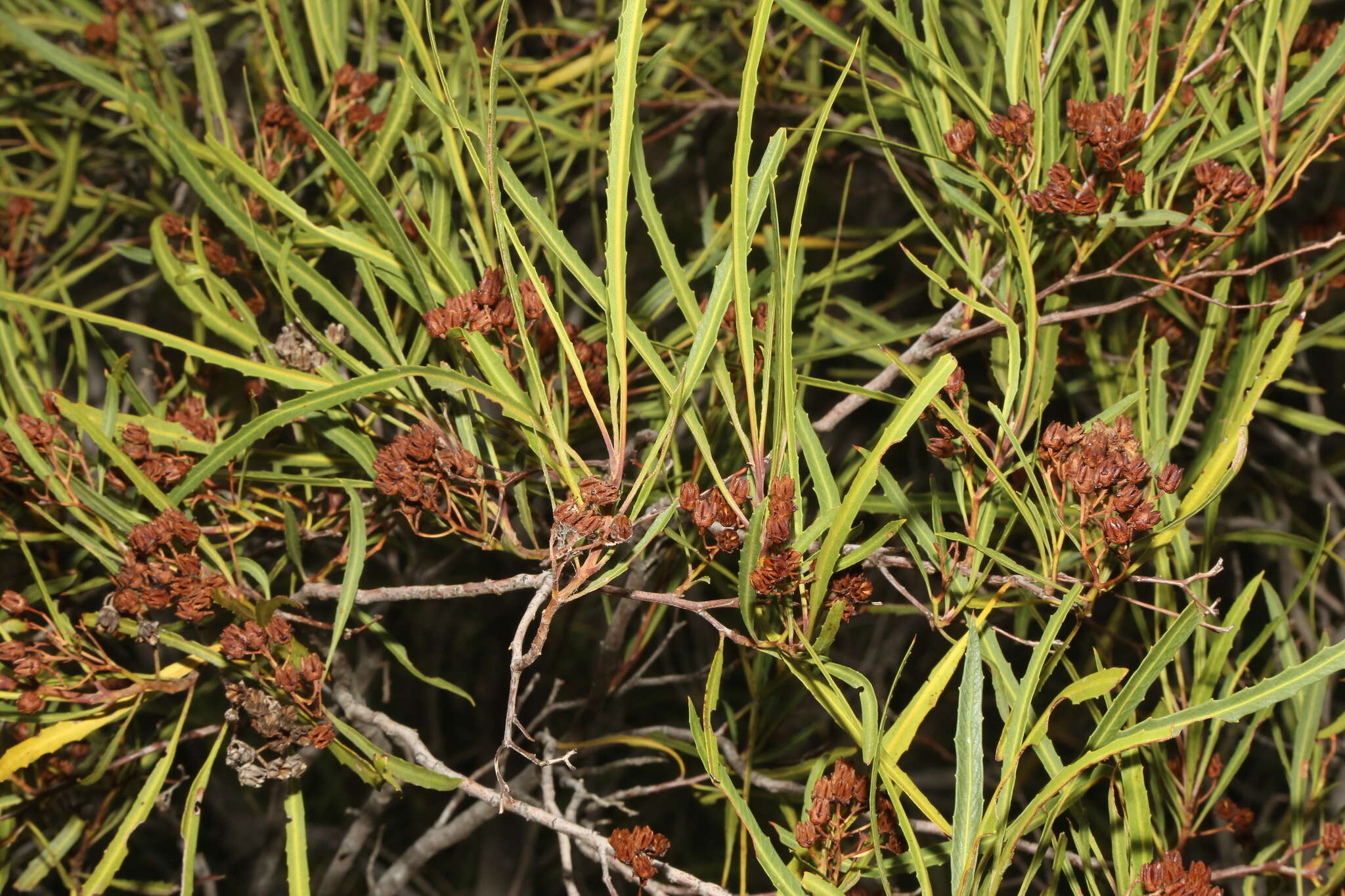 Image of slimleaf rosewood