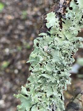 Image of Michaux's parmotrema lichen