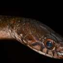 Image of (Forest) Marsh Snake