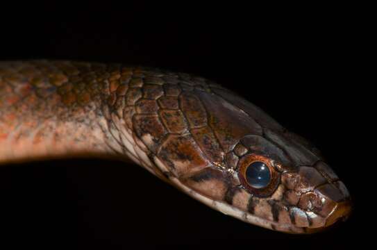 Image of (Forest) Marsh Snake