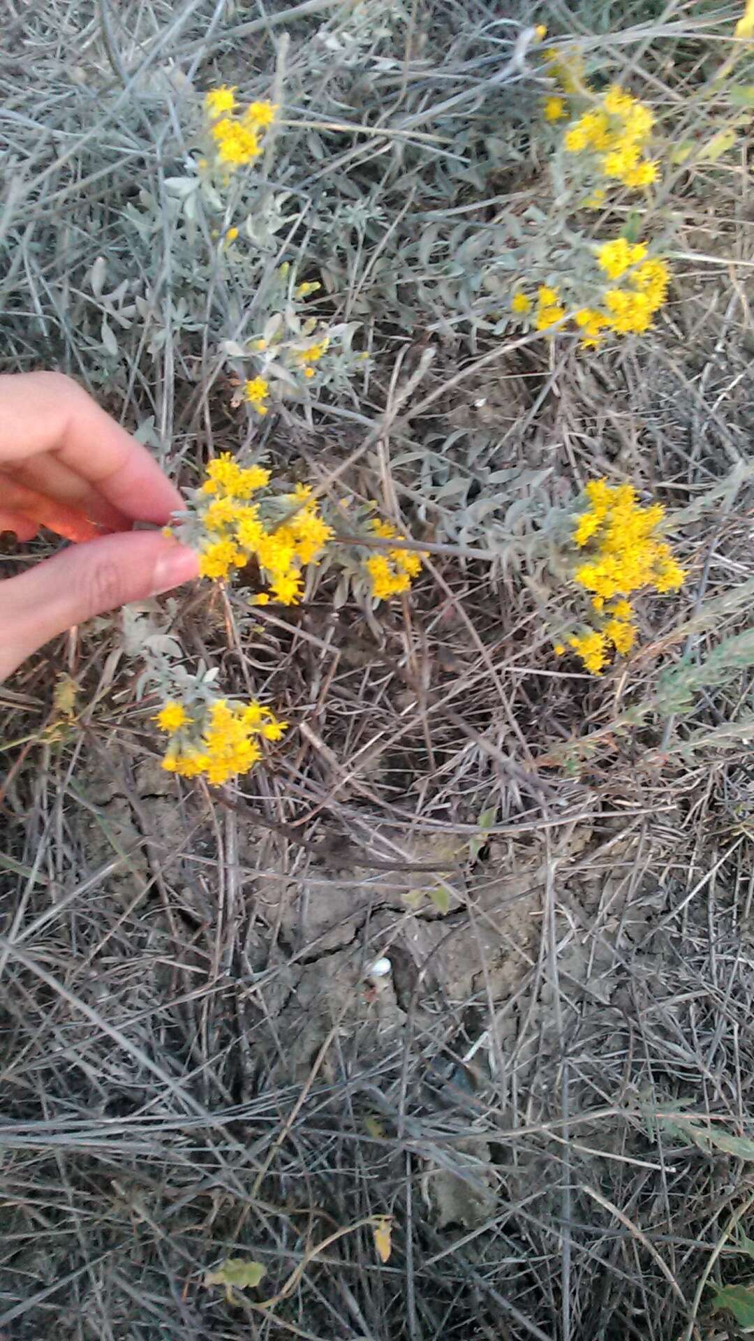 Plancia ëd Galatella villosa (L.) Rchb. fil.