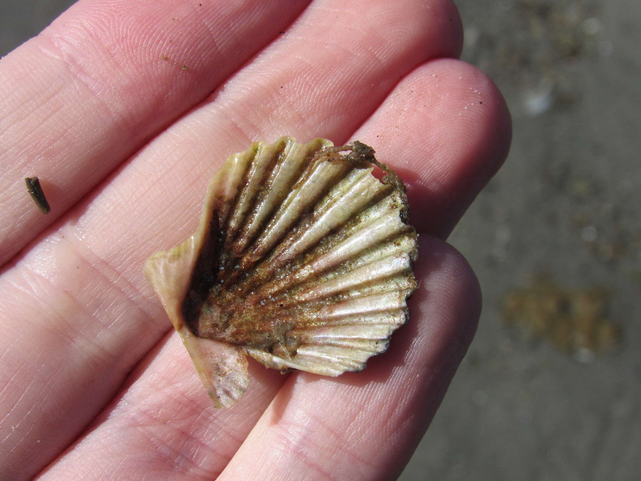 Aequipecten tehuelchus (d'Orbigny 1842)的圖片