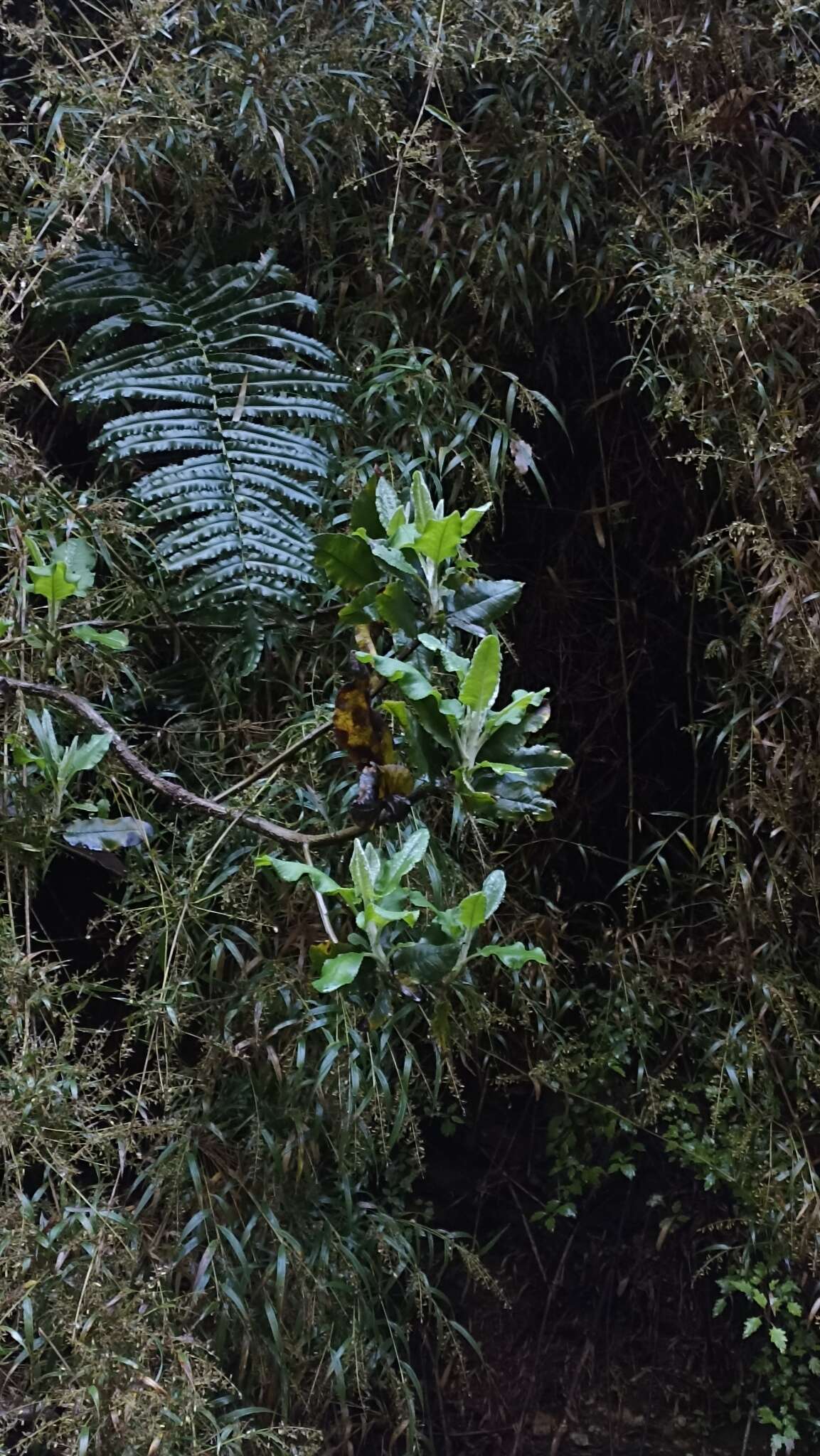 Image de Acrisione denticulata (Hook. & Arn.) B. Nord.