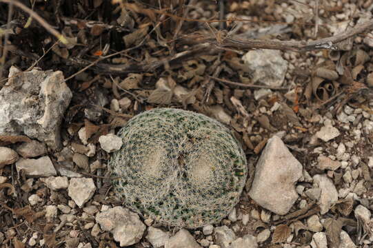 Image of Mammillaria formosa subsp. microthele (Muehlenpf.) D. R. Hunt