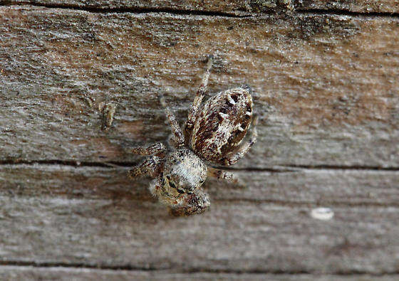 Image of Pelegrina aeneola (Curtis 1892)