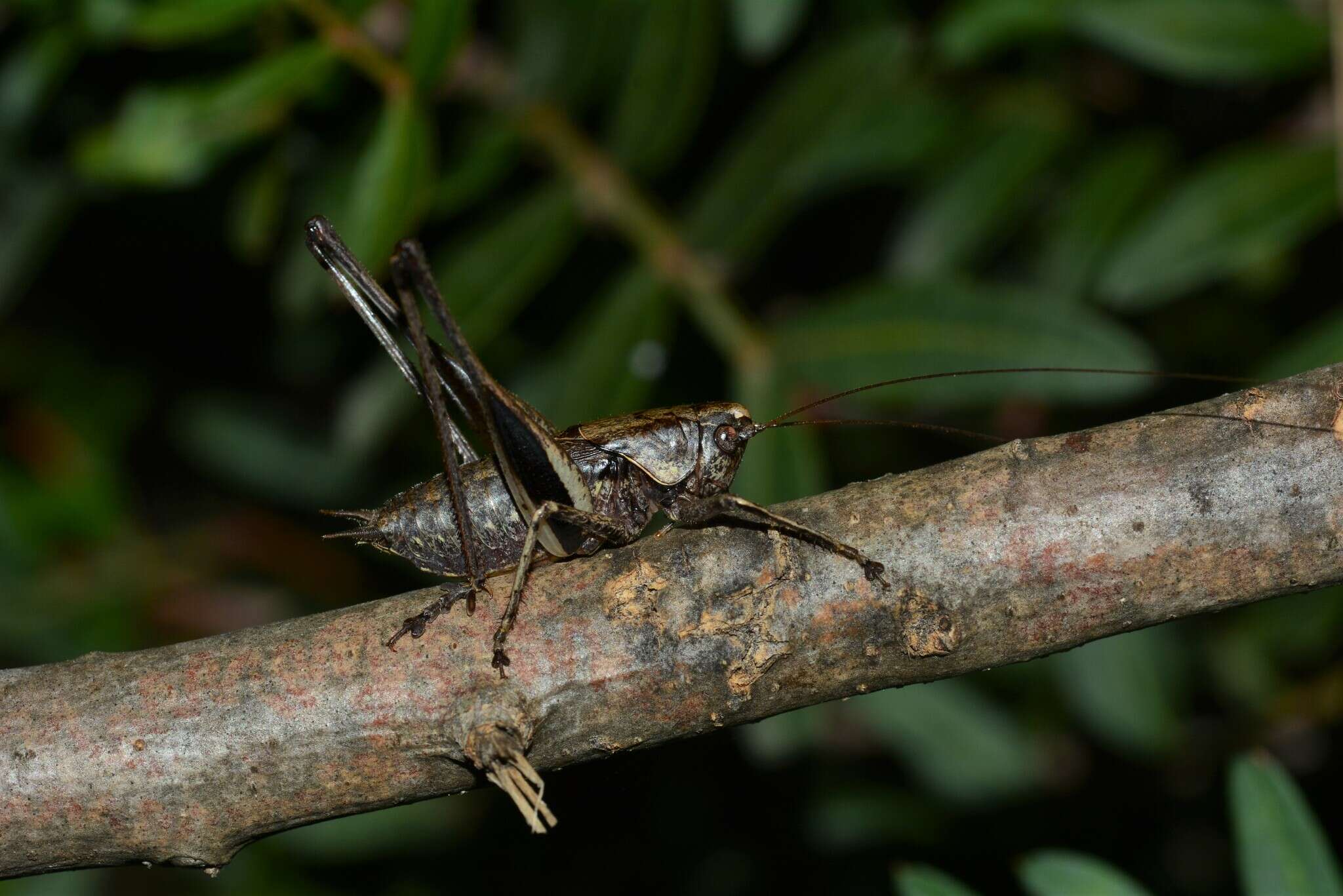 Image of Rhacocleis poneli Harz & Voisin 1987