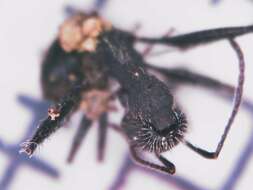 Image of Aphaenogaster senilis Mayr 1853