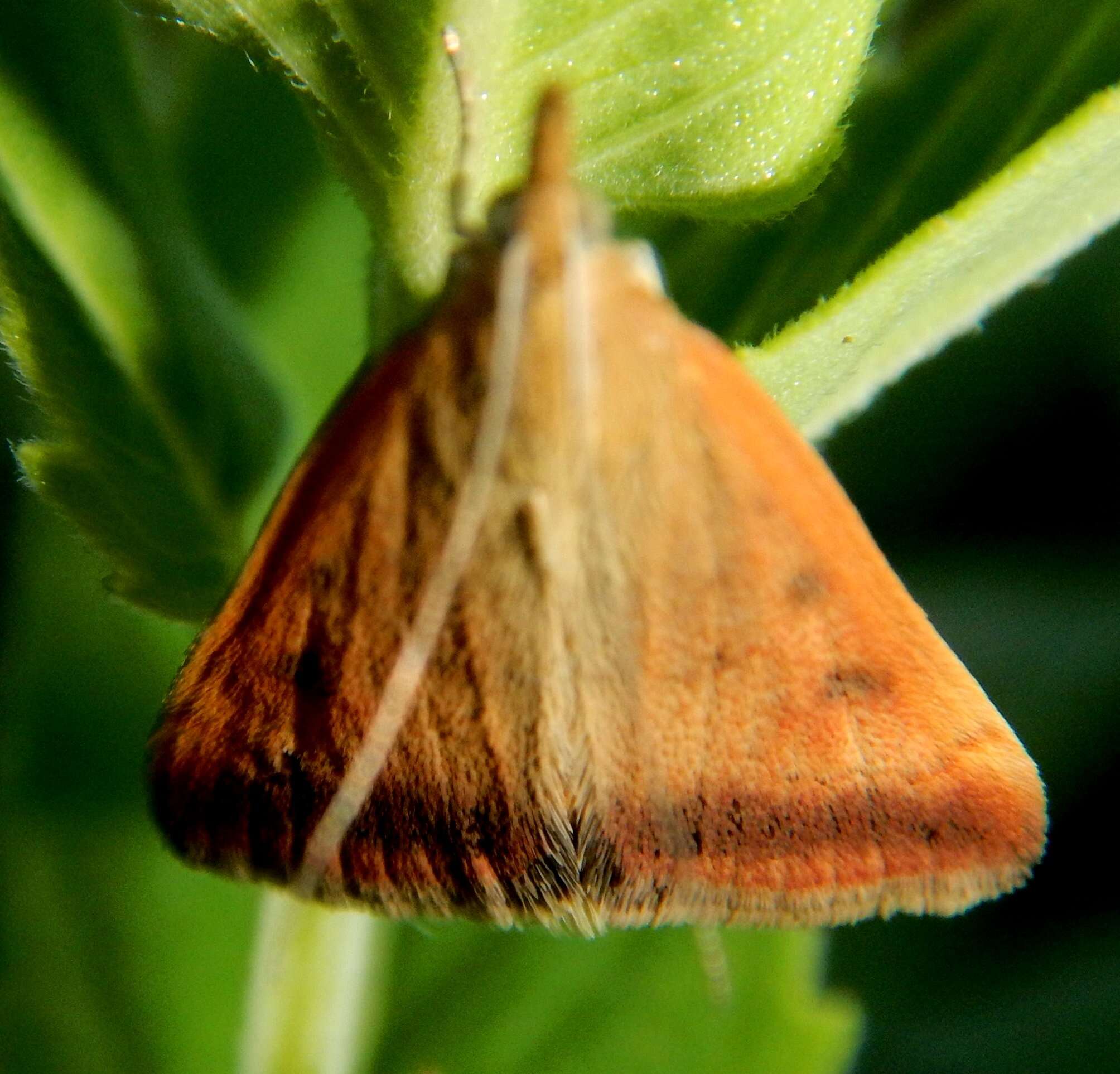 Image of Sociable Pyrausta Moth