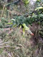 Image of Styphelia viridis subsp. viridis