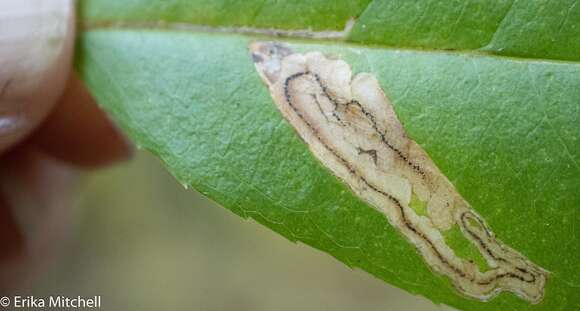 Image of Stigmella slingerlandella (Kearfott 1908) Wilkinson et al. 1979