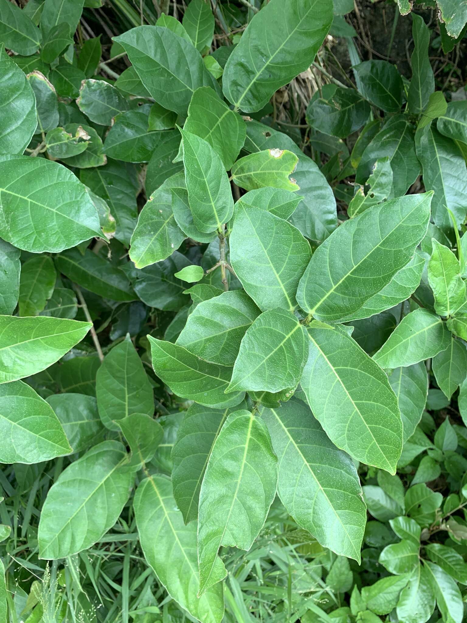 Imagem de Ficus cumingii Miq.